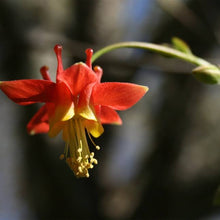 Load image into Gallery viewer, Aquilegia formosa (Western Red Columbine)