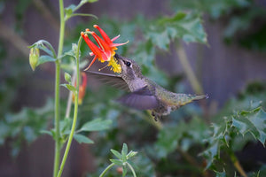 Anna's Hummingbird drinks from red columbine flower (Aquilegia formosa). One of 100+ species of Pacific Northwest native plants available at Sparrowhawk Native Plants, Native Plant Nursery in Portland, Oregon.