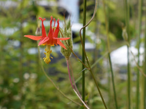 Close-up of red columbine flower (Aquilegia formosa). One of 100+ species of Pacific Northwest native plants available at Sparrowhawk Native Plants, Native Plant Nursery in Portland, Oregon.