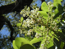 Load image into Gallery viewer, Creamy white urn-shaped flowers of the Pacific Madrone tree (Arbutus menziesii). One of 100+ species of Pacific Northwest native plants available at Sparrowhawk Native Plants, Native Plant Nursery in Portland, Oregon. 