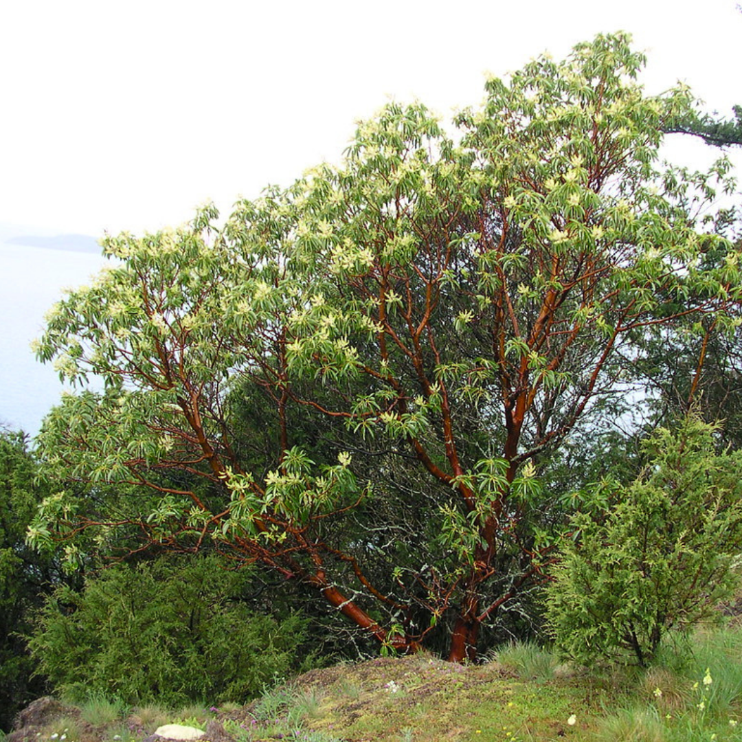 Growth habit of mature Pacific Madrone tree (Arbutus menziesii). One of 100+ species of Pacific Northwest native plants available at Sparrowhawk Native Plants, Native Plant Nursery in Portland, Oregon. 
