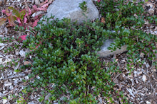 Load image into Gallery viewer, Low-growing kinnikinnick (Arctostaphylos uva-ursi) spreads gently along the garden floor. Another stunning Pacific Northwest native plant available at Sparrowhawk Native Plants Nursery in Portland, Oregon.