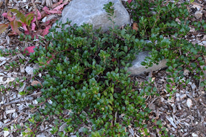 Low-growing kinnikinnick (Arctostaphylos uva-ursi) spreads gently along the garden floor. Another stunning Pacific Northwest native plant available at Sparrowhawk Native Plants Nursery in Portland, Oregon.