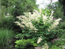 Load image into Gallery viewer, Goatsbeard (Aruncus dioicus var. acuminatus). Another stunning Pacific Northwest native plant available at Sparrowhawk Native Plants Nursery in Portland, Oregon.