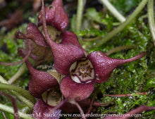 Load image into Gallery viewer, Unique maroon flowers of Oregon&#39;s native wild ginger (Asarum caudatum). One of 100+ species of Pacific Northwest native plants available at Sparrowhawk Native Plants, Native Plant Nursery in Portland, Oregon.