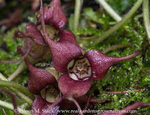 Unique maroon flowers of Oregon's native wild ginger (Asarum caudatum). One of 100+ species of Pacific Northwest native plants available at Sparrowhawk Native Plants, Native Plant Nursery in Portland, Oregon.