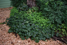 Load image into Gallery viewer, Growth habit of wild ginger (Asarum caudatum) as a ground cover - mixed with Oregon oxalis (Oxalis oregana). One of 100+ species of Pacific Northwest native plants available at Sparrowhawk Native Plants, Native Plant Nursery in Portland, Oregon.