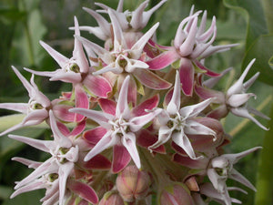Close-up of Showy Milkweed flower (Asclepias speciosa). One of 100+ species of Pacific Northwest native plants available at Sparrowhawk Native Plants, Native Plant Nursery in Portland, Oregon.