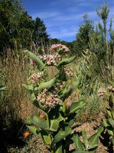 Load image into Gallery viewer, Showy Milkweed flower (Asclepias speciosa). One of 100+ species of Pacific Northwest native plants available at Sparrowhawk Native Plants, Native Plant Nursery in Portland, Oregon.
