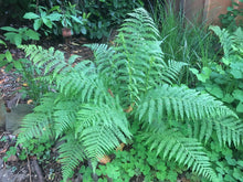 Load image into Gallery viewer, Mature growth habit of lady fern (Athyrium filix-femina) in a shady raingarden. Another stunning Pacific Northwest native fern available at Sparrowhawk Native Plants Nursery in Portland, Oregon.