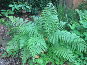 Mature growth habit of lady fern (Athyrium filix-femina) in a shady raingarden. Another stunning Pacific Northwest native fern available at Sparrowhawk Native Plants Nursery in Portland, Oregon.