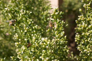 Honeybees drink nectar from Coyote Bush flowers (Baccharis pilularis). Another stunning Pacific Northwest native shrub available at Sparrowhawk Native Plants Nursery in Portland, Oregon.