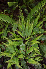 Load image into Gallery viewer, Blechnum spicant, Deer Fern, Pacific Northwest Native Plants, Oregon Native Ferns, Sparrowhawk Native Plants