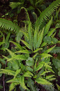 Lush, bright green deer fern (Blechnum spicant) in moist, forest habitat. One of the 150+ species of Pacific Northwest native plants available from Sparrowhawk Native Plants, Portland, Oregon.