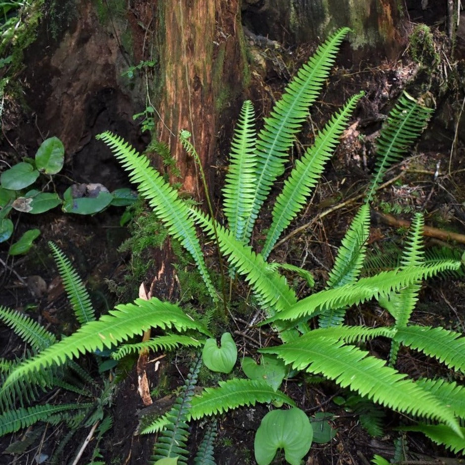 Lush, bright green deer fern (Blechnum spicant) in moist, forest habitat.  One of the 150+ species of Pacific Northwest native plants available from Sparrowhawk Native Plants, Portland, Oregon.