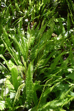 Load image into Gallery viewer, Lush, bright green deer fern (Blechnum spicant) in moist, forest habitat. One of the 150+ species of Pacific Northwest native plants available from Sparrowhawk Native Plants, Portland, Oregon.