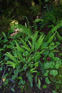 Lush, bright green deer fern (Blechnum spicant) in moist, forest habitat. One of the 150+ species of Pacific Northwest native plants available from Sparrowhawk Native Plants, Portland, Oregon.