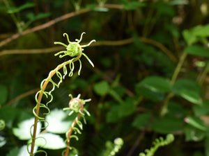 Close-up of an early, unfurling frond of deer fern (Blechnum spicant) in moist, forest habitat. One of the 150+ species of Pacific Northwest native plants available from Sparrowhawk Native Plants, Portland, Oregon.