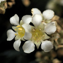Load image into Gallery viewer, Close-up of the showy white flower of Mountain or Large Boykinia (Boykinia major). One of 100+ species of Pacific Northwest native plants available at Sparrowhawk Native Plants, Native Plant Nursery in Portland, Oregon.