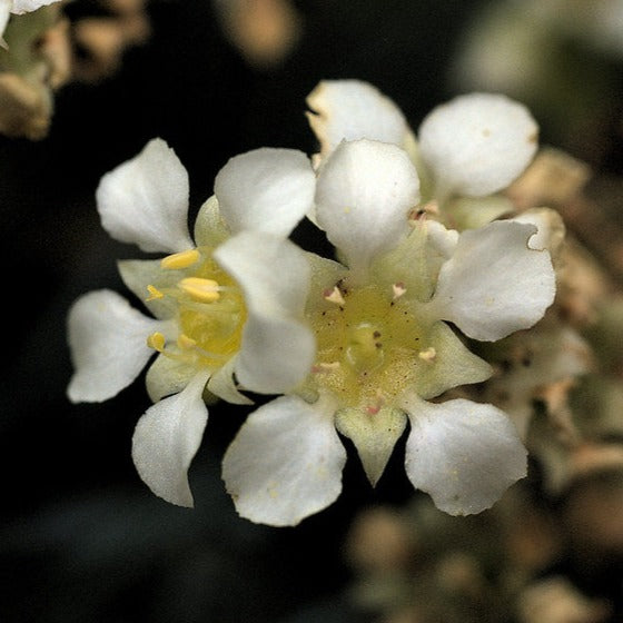 Close-up of the showy white flower of Mountain or Large Boykinia (Boykinia major). One of 100+ species of Pacific Northwest native plants available at Sparrowhawk Native Plants, Native Plant Nursery in Portland, Oregon.