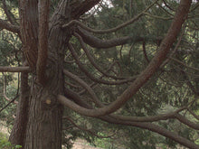 Load image into Gallery viewer, The sprawling branches of an old Incense Cedar tree (Calodedrus decurrens). One of the many species of Pacific Northwest native trees available at Sparrowhawk Native Plants, Native Plant Nursery in Portland, Oregon.