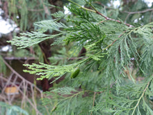 Load image into Gallery viewer, Close-up of the bright green fan-like needles of Incense Cedar tree (Calodedrus decurrens). One of the many species of Pacific Northwest native trees available at Sparrowhawk Native Plants, Native Plant Nursery in Portland, Oregon.
