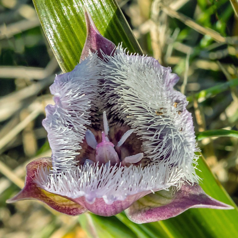white mariposa lily Tolmie's Mariposa Lily (Bulbs) – Sparrowhawk Native Plants