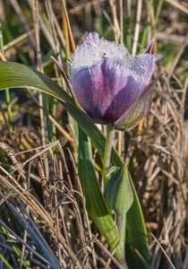 Growth habit of Mariposa Lily (Calochortus tolmiei). One of 100+ species of Pacific Northwest native plants available at Sparrowhawk Native Plants, Native Plant Nursery in Portland, Oregon.