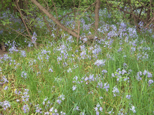 Wet meadow filled with purple-flowering common camas (Camassia quamash). Another stunning Pacific Northwest native plant available at Sparrowhawk Native Plants Nursery in Portland, Oregon.