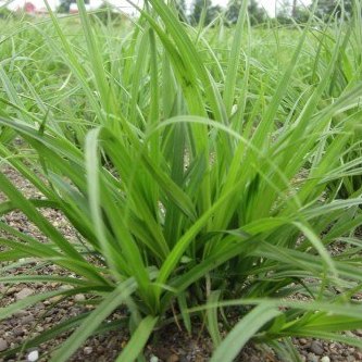 Close-up of Dense Sedge (Carex densa). One of 100+ species of Pacific Northwest native plants available at Sparrowhawk Native Plants, Native Plant Nursery in Portland, Oregon.