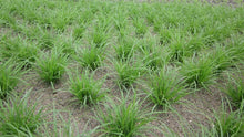 Load image into Gallery viewer, Field of young Dense Sedge (Carex densa). One of 100+ species of Pacific Northwest native plants available at Sparrowhawk Native Plants, Native Plant Nursery in Portland, Oregon.