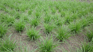 Field of young Dense Sedge (Carex densa). One of 100+ species of Pacific Northwest native plants available at Sparrowhawk Native Plants, Native Plant Nursery in Portland, Oregon.