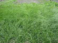 Load image into Gallery viewer, Field of mature Dense Sedge (Carex densa). One of 100+ species of Pacific Northwest native plants available at Sparrowhawk Native Plants, Native Plant Nursery in Portland, Oregon.