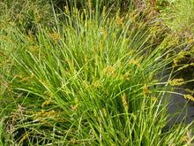 Load image into Gallery viewer, Growth habit of Sawbeak Sedge (Carex Stipata). One of 100+ species of Pacific Northwest native plants available at Sparrowhawk Native Plants, Native Plant Nursery in Portland, Oregon.