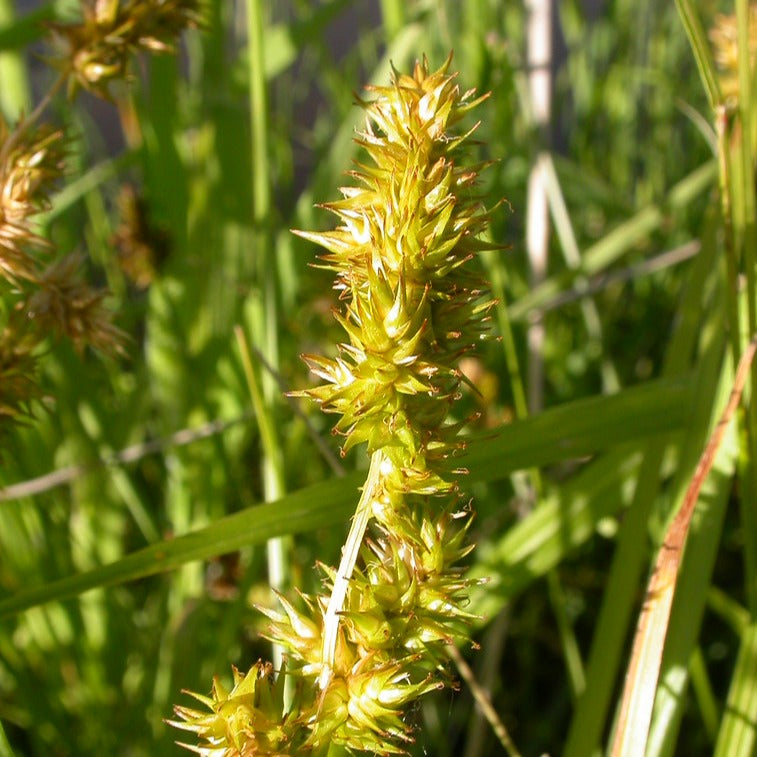 Close-up of the golden inflorescence of Sawbeak Sedge (Carex Stipata). One of 100+ species of Pacific Northwest native plants available at Sparrowhawk Native Plants, Native Plant Nursery in Portland, Oregon.