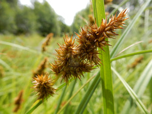 Close-up of the seed head of Sawbeak Sedge (Carex Stipata). One of 100+ species of Pacific Northwest native plants available at Sparrowhawk Native Plants, Native Plant Nursery in Portland, Oregon.