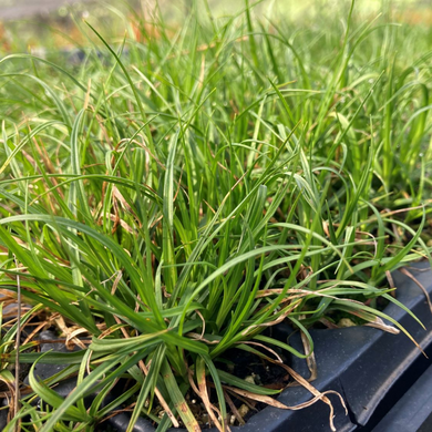 Tray of Foothill Sedge (Carex tumulicola). Another stunning Pacific Northwest native plant available at Sparrowhawk Native Plants Nursery in Portland, Oregon.