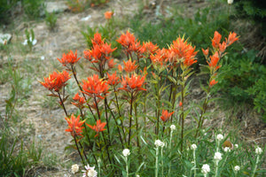 Giant red paintbrush (Castilleja miniata) intermixed in a garden bed with native yarrow. Another stunning Pacific Northwest native plant available at Sparrowhawk Native Plants Nursery in Portland, Oregon.