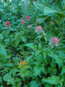 Wild and diversely colored population of giant red paintbrush (Castilleja miniata). Another stunning Pacific Northwest native plant available at Sparrowhawk Native Plants Nursery in Portland, Oregon.
