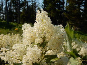 Close-up of the showy white flower of Snowbrush or Mountain Balm (Ceonothus velutinus). One of 100+ species of Pacific Northwest native plants available at Sparrowhawk Native Plants, Native Plant Nursery in Portland, Oregon.