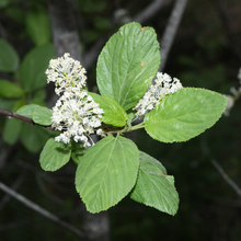 Load image into Gallery viewer, Close-up of leaves and flowers of Red Stem Ceanothus (Ceanothus sanguineus). One of 100+ species of Pacific Northwest native plants available at Sparrowhawk Native Plants, Native Plant Nursery in Portland, Oregon. 