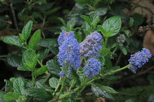 Showy blue flowers and glossy green leaves of blue blossom ceanothus (Ceanothus thyrsiflorus). One of 100+ species of Pacific Northwest native plants available at Sparrowhawk Native Plants, Native Plant Nursery in Portland, Oregon.