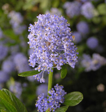 Close-up of the showy blue flower of blue blossom ceanothus (Ceanothus thyrsiflorus). One of 100+ species of Pacific Northwest native plants available at Sparrowhawk Native Plants, Native Plant Nursery in Portland, Oregon.