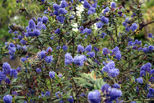 Load image into Gallery viewer, Showy blue flowers and glossy green leaves of blue blossom ceanothus (Ceanothus thyrsiflorus). One of 100+ species of Pacific Northwest native plants available at Sparrowhawk Native Plants, Native Plant Nursery in Portland, Oregon.