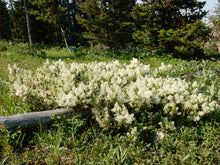 Load image into Gallery viewer, Growth habit of Snowbrush or Mountain Balm (Ceonothus velutinus). One of 100+ species of Pacific Northwest native plants available at Sparrowhawk Native Plants, Native Plant Nursery in Portland, Oregon.
