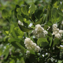 Load image into Gallery viewer, Close-up of the showy white flower of Snowbrush or Mountain Balm (Ceonothus velutinus). One of 100+ species of Pacific Northwest native plants available at Sparrowhawk Native Plants, Native Plant Nursery in Portland, Oregon.