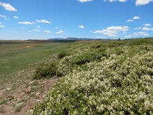 Load image into Gallery viewer, Population of Snowbrush or Mountain Balm (Ceonothus velutinus). One of 100+ species of Pacific Northwest native plants available at Sparrowhawk Native Plants, Native Plant Nursery in Portland, Oregon.