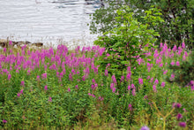 Load image into Gallery viewer, A wild, lakeside stand of fireweed in full bloom (Chamerion angustifolium). One of the 150+ species of Pacific Northwest Native Plants available at Sparrowhawk Native Plants in Portland, Oregon