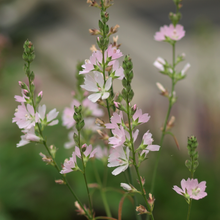 Load image into Gallery viewer, Meadow checkermallow flowers (Sidalcea campestris). One of 150+ species of Pacific Northwest native plants available at Sparrowhawk Native Plants, Native Plant Nursery in Portland, Oregon.