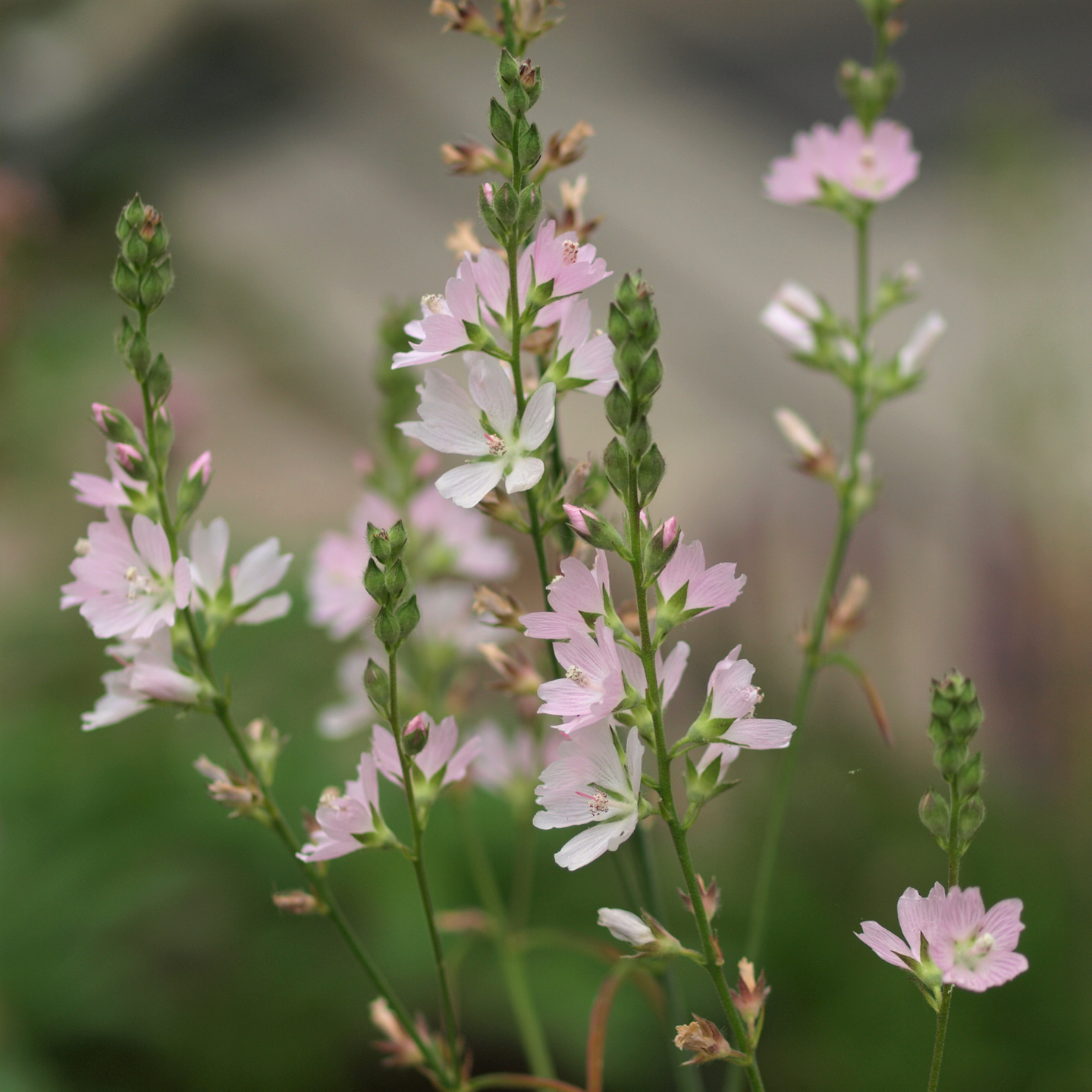 Meadow Checkermallow flowers (Sidalcea campestris). One of 100+ species of Pacific Northwest native plants available at Sparrowhawk Native Plants, Native Plant Nursery in Portland, Oregon.